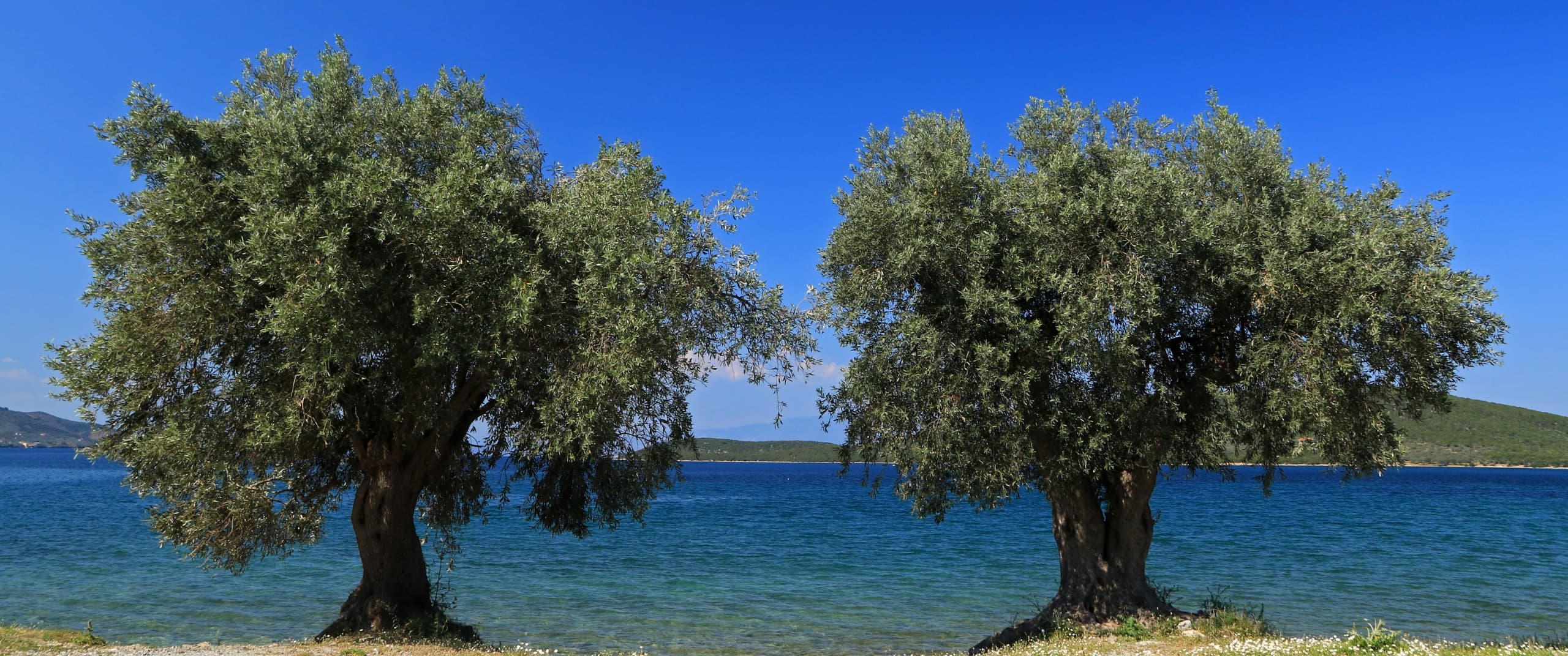 Μεταβολικό & Καρδιαγγειακό Reset